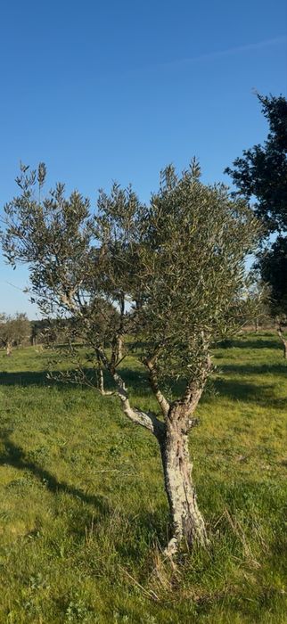 Árvores Oliveiras adultas – Excelente oportunidade