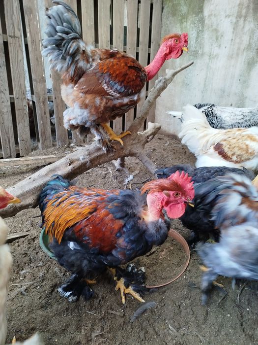 Vendo  galos do campo