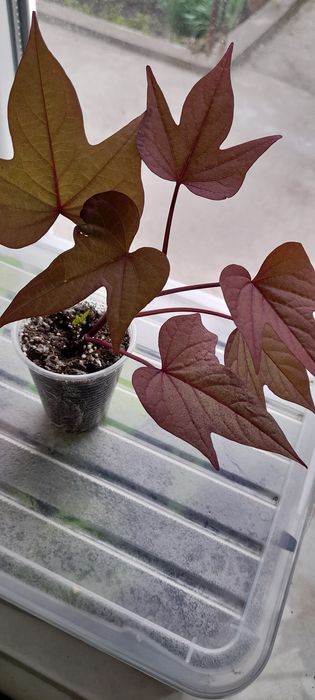 Ипомея-батат декоративный