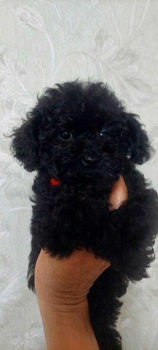 Пудель той тікап. Доставка у Ваше місто