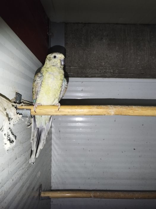 Disponível casal red rumped ...