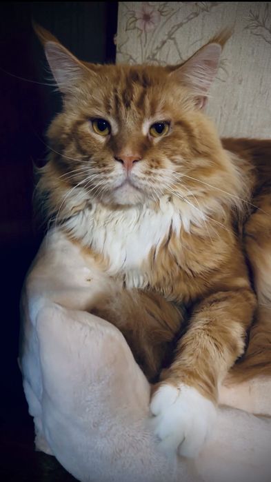 Хлопчинка  Мейнкун