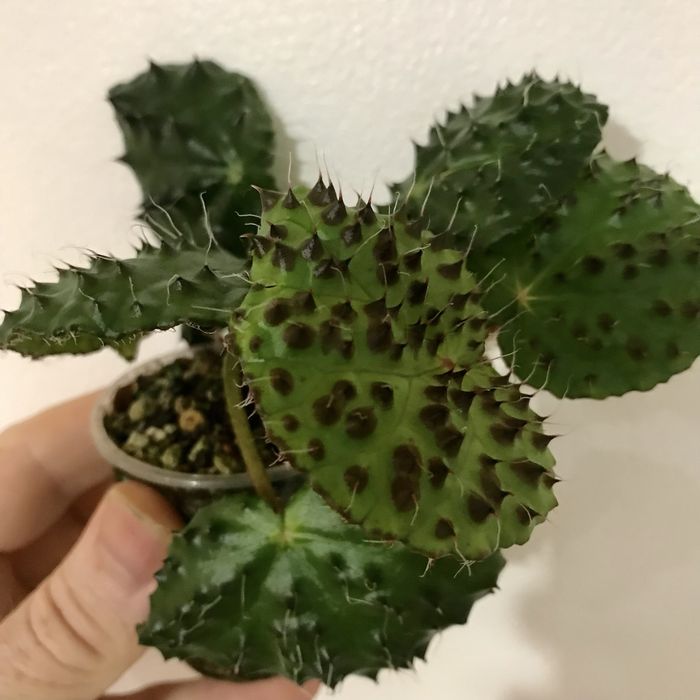 Begonia melanobullata. Бегония Меланобулата.
