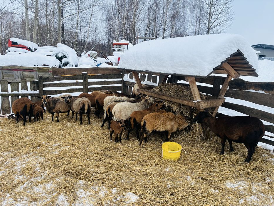 Owce kameruńskie, owca, baran