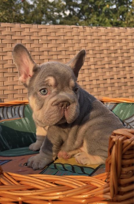 Big rope girl lilac tan