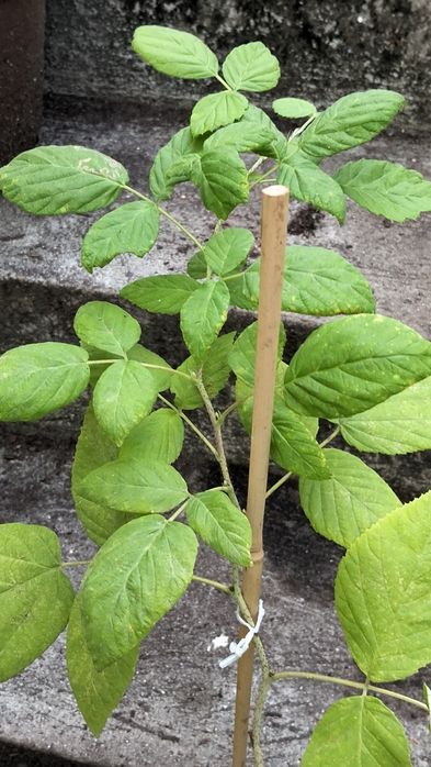 Planta Framboeseira - 50 cm