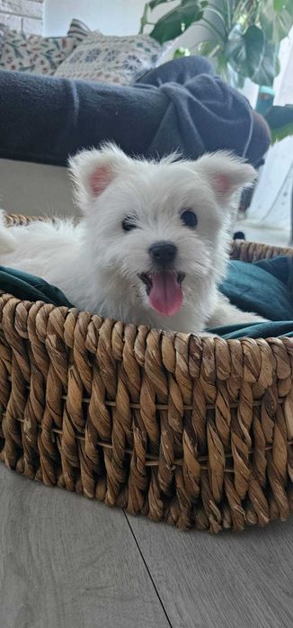 malańczyk dziewczynka do odbioru!!!