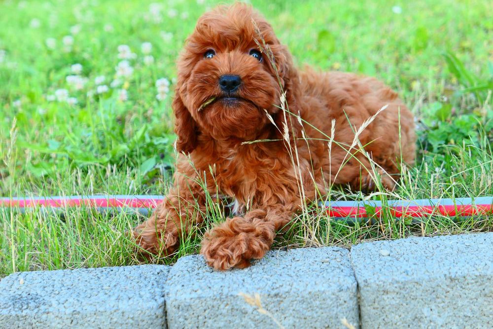 Cockapoo-Piękna Suczka! Badania genetyczne!