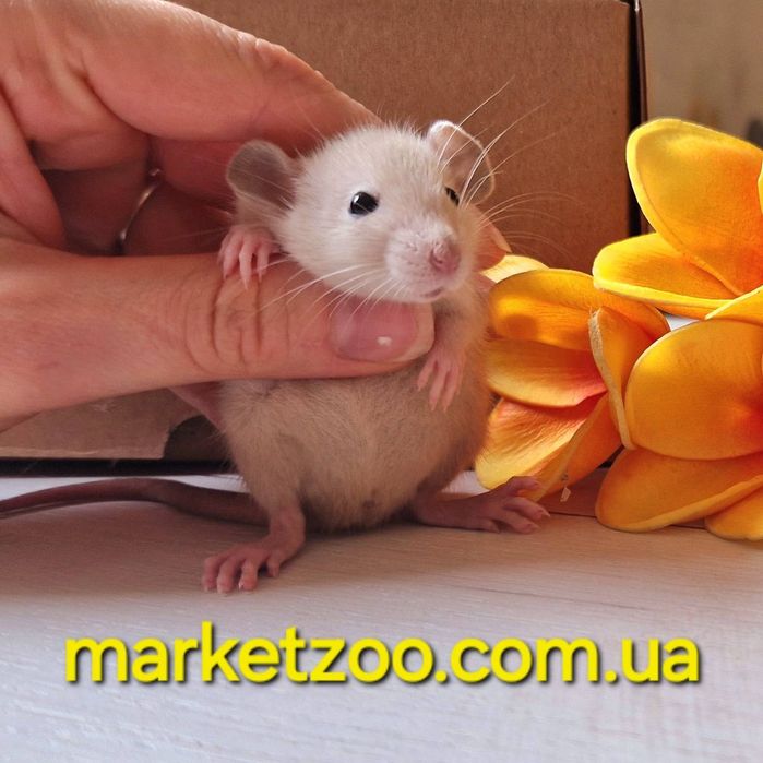 Мальчик Дамбо, окрас сиамский черноглазый крысы, крыса, крыска