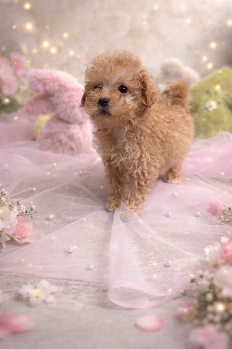 Девочка мальтипу