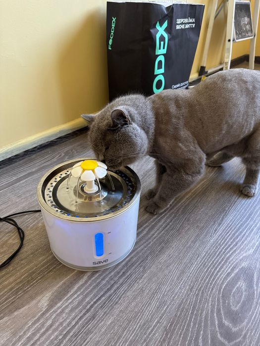 Перетримка передержка собак котів