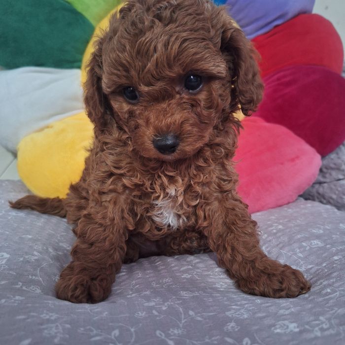 Той пудель хлопчик