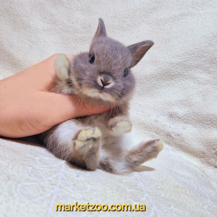 Міні кролик нідерландський нидердандский,карликовые карлики карликові