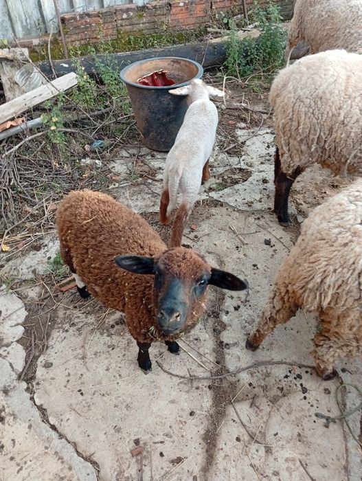 Mudar de pasto Ovelha Hill de Françe com  uma cria