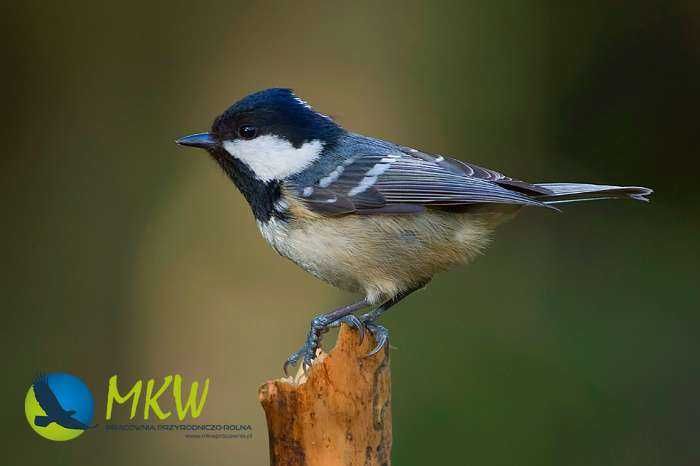 Comedouro para aves modelo Magdalena MKW mini PREMIUM