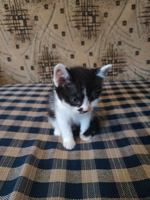 Віддам котенят у хороші руки