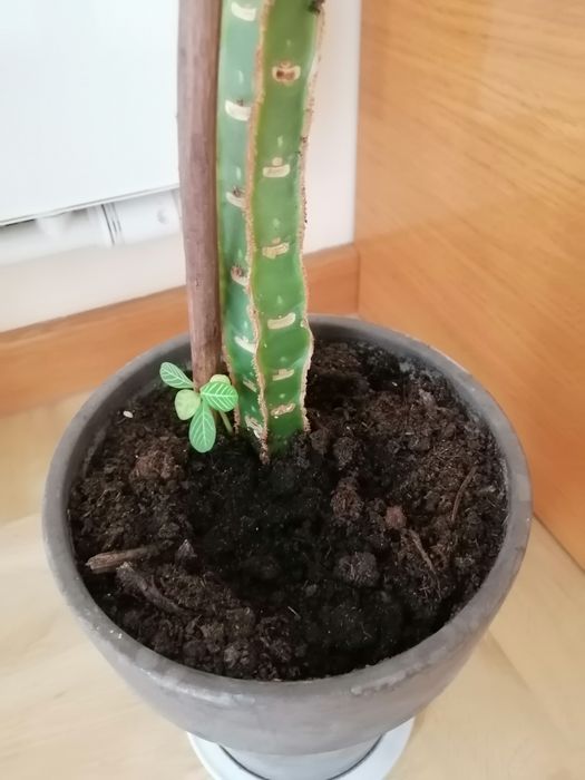 Wilczomlecz białounerwiony duży 90 cm Madagaskar