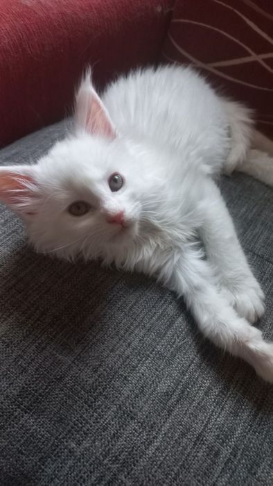 Kocurek Maine Coon WCF