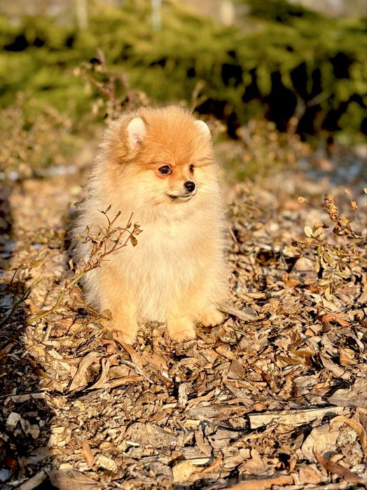 Elegancka Puchata Dama – Jedyna Taka!