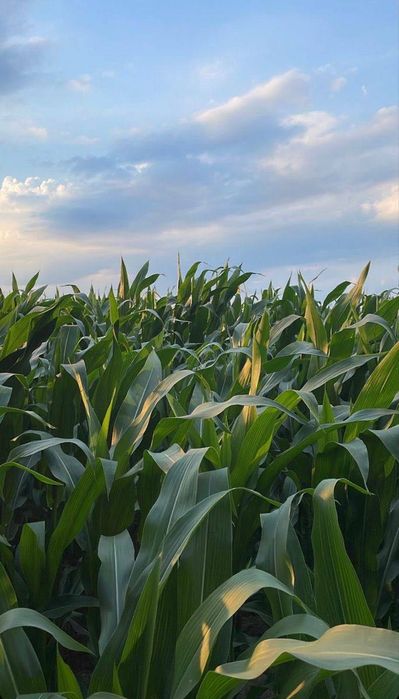 Продам пай у Вінницькій області