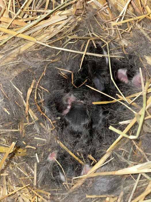 Tenho coelhos para vender