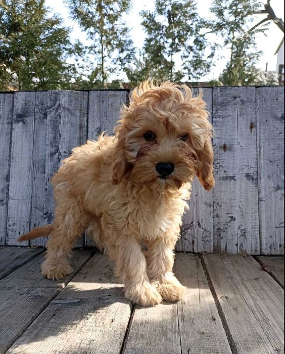 Кавапусік хлопчикПоспішайте!