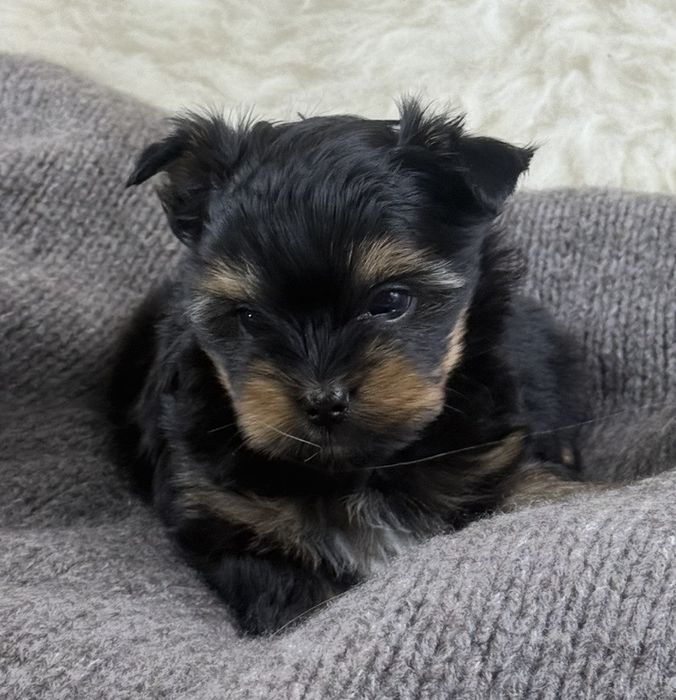 Chlopczyk biewer yorkshire terrier