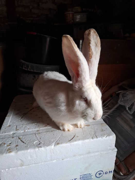 Króliki w typie belgijskim