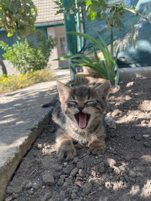 Отдадим котят в добрые руки!!!