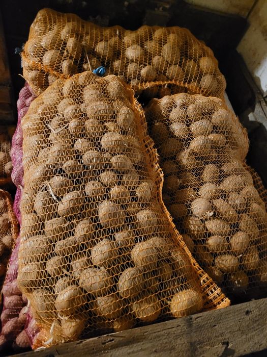 Ziemniaki sadzeniaki Soraya