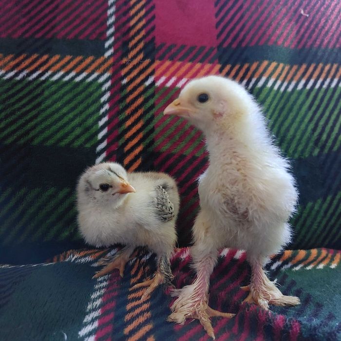 Brahma olbrzymia pisklęta kurczaki