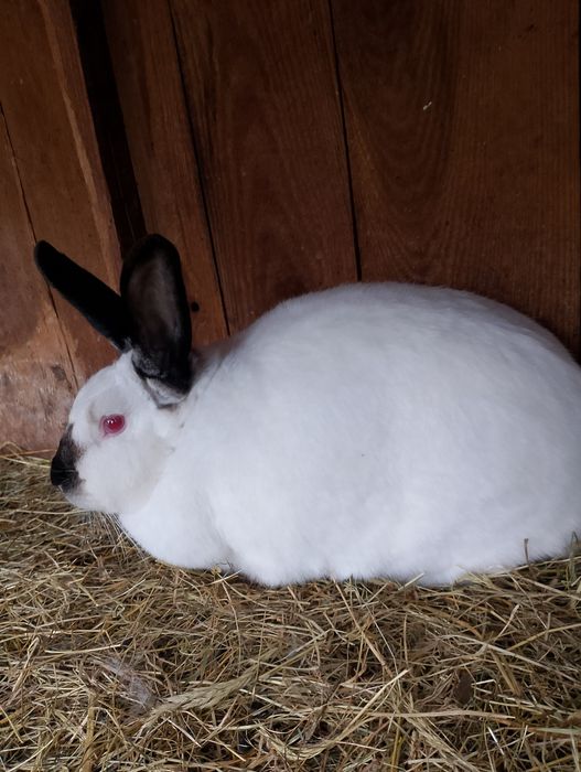 Sprzedam królika kc samica z młodymi