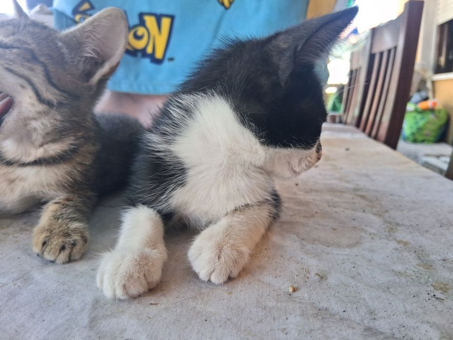 Gatinhos para doação!