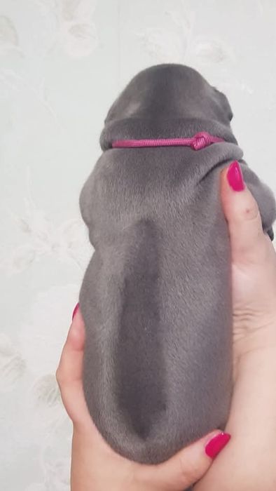 Цуценята Тайського ріджбека