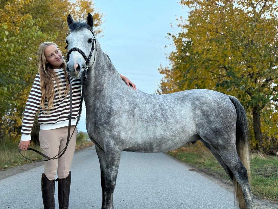 Kuc walijski 138cm, 6 lat do sportu/rekreacji