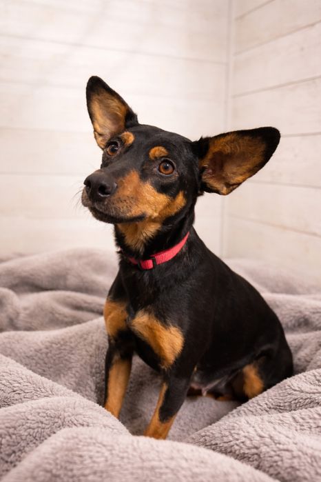 Aisha- czeka na swój kochany dom…