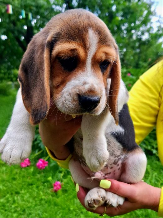 Beagle tricolor śliczne