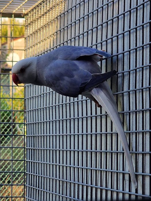 Tenho Ring Necks de 2024 e 2025