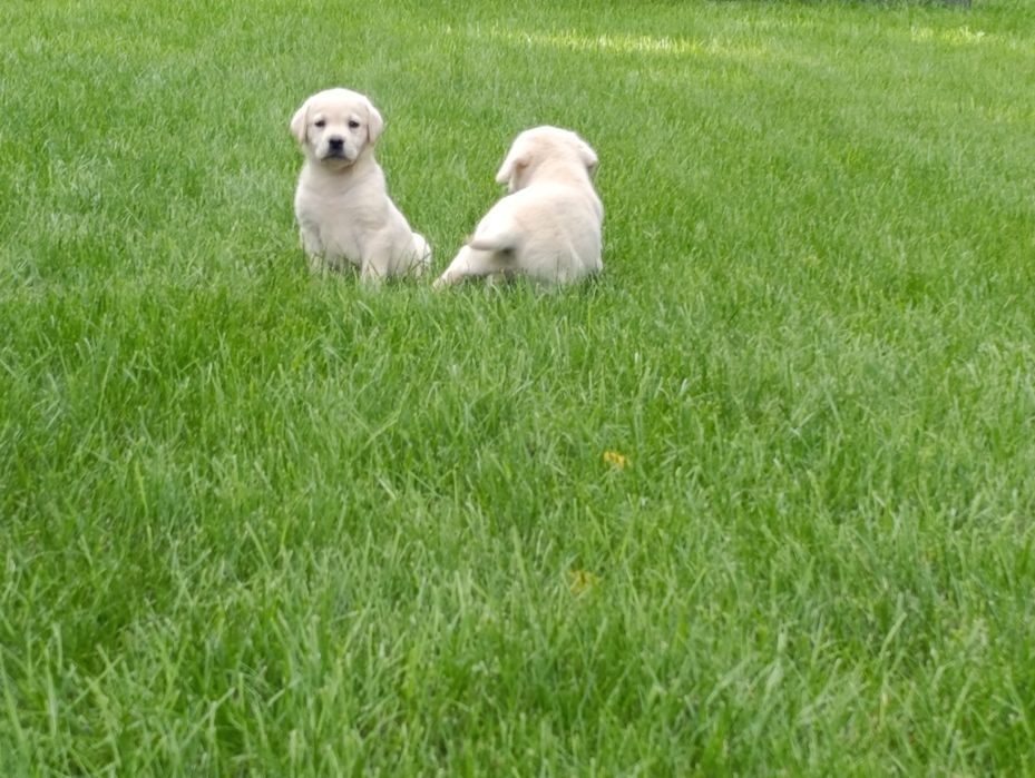 Labrador retriever