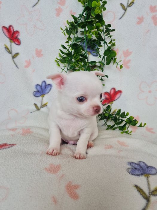 Excecional menino mini Chihuahua/Chiuaua,Qualidade, LinhagemRussa