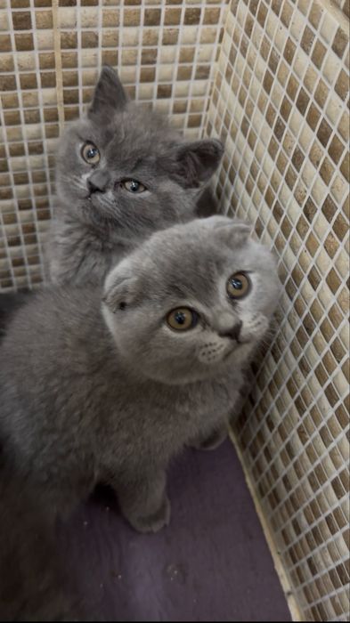 Scottish fold com 2 meses