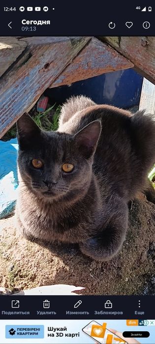 Отдам бесплатно в добрые руки котика