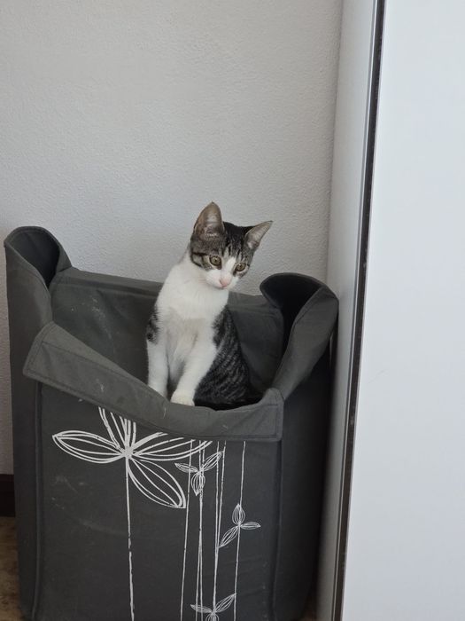 Johnny,  para adoção