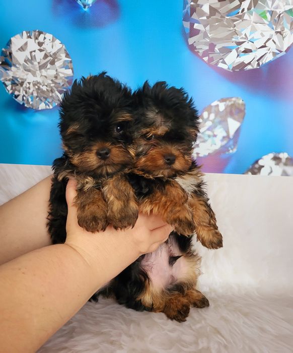 Суперовые мини йорки шоу класса