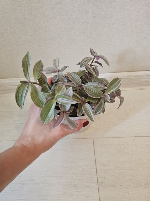 Традесканція міні лілак з горщиком