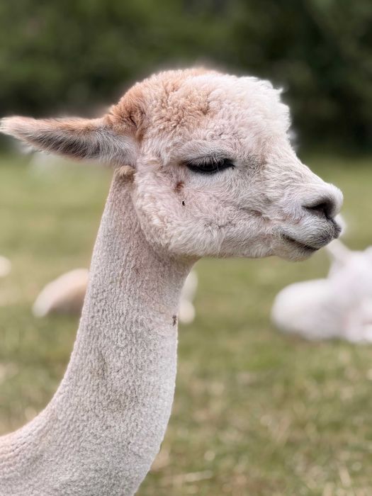 alpaka samica (Żaklina) z cria (syn)