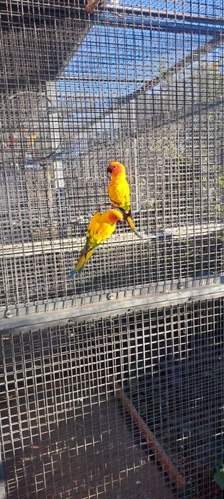 Aratingas Sol (Aratinga solstitialis)