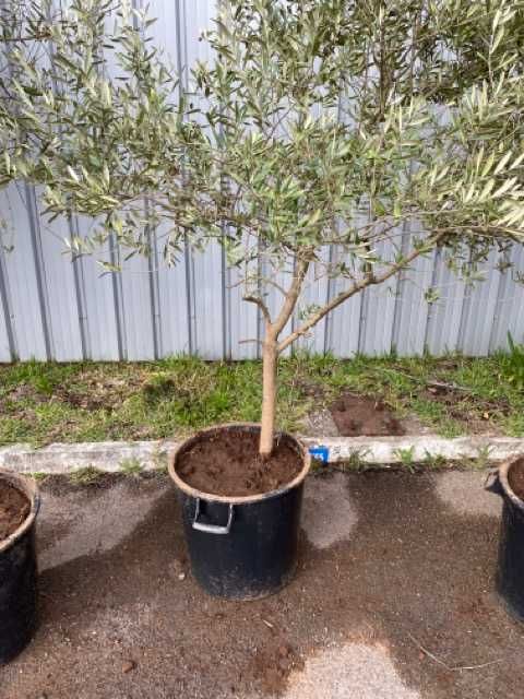 Planta oliveira com vaso