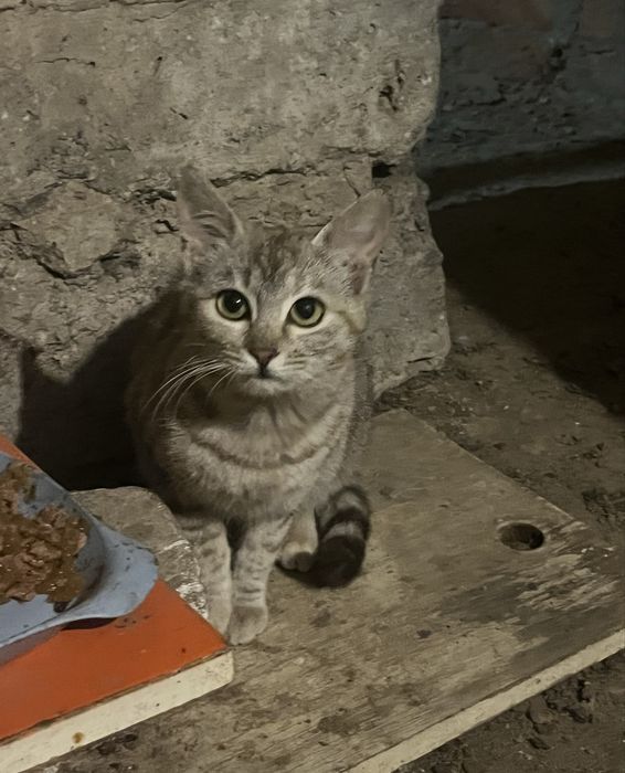Киця шукає родину.котик.Кошеня.Котики