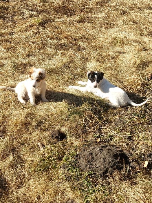 Віддам в добрі руки цуценят